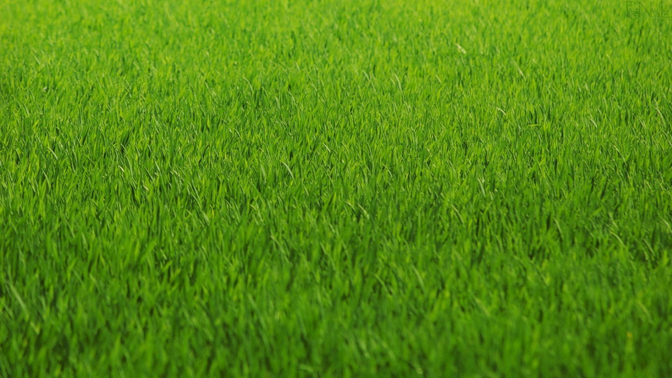 hd-grass-wallpaper-5.jpg